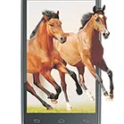 Celkon A20